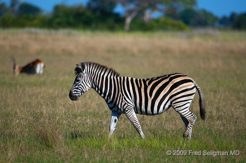 20090613_101403 D300 X1.jpg - Zebras at Okavanga Delta, Botswana